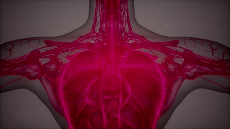Anatomie-Tomographie-Scan-Des-Menschlichen-Körpers